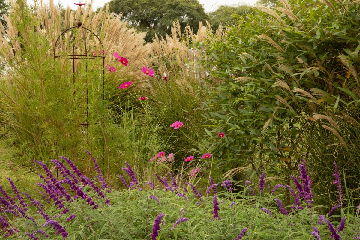 Garden design and landscaping. Ornamental grasses arrangement. View of decorative plants such as Salvia leucantha, Miscanthus sinensis, Pennisetum orientale and Cosmos bipinnatus blooming in the park.