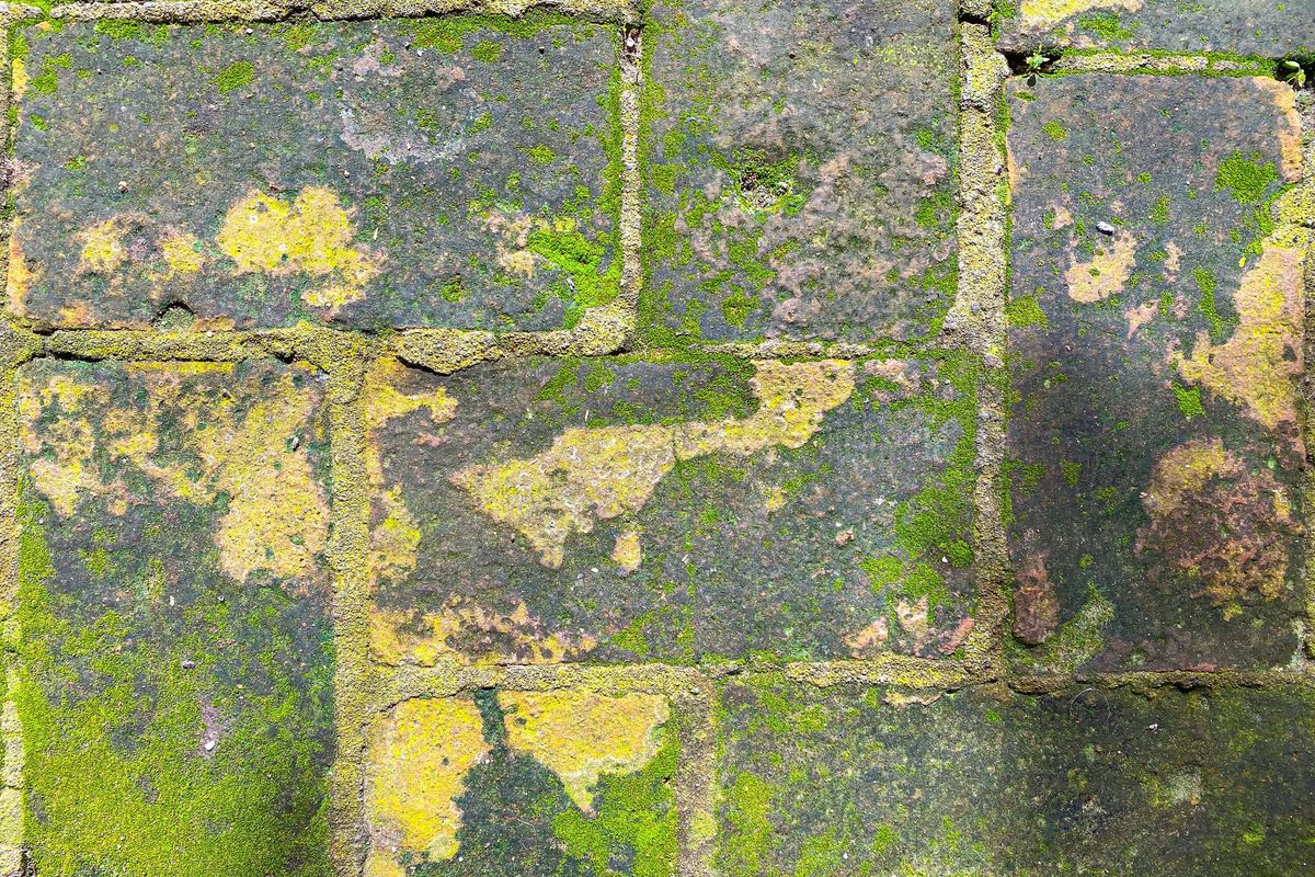 Weathered Red Brick Pavement Texture Covered in Green Moss