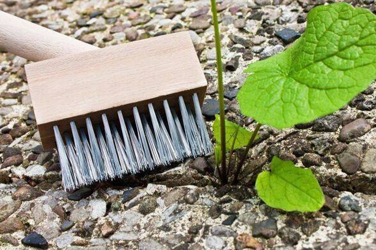Weed-cleaning with weed brush