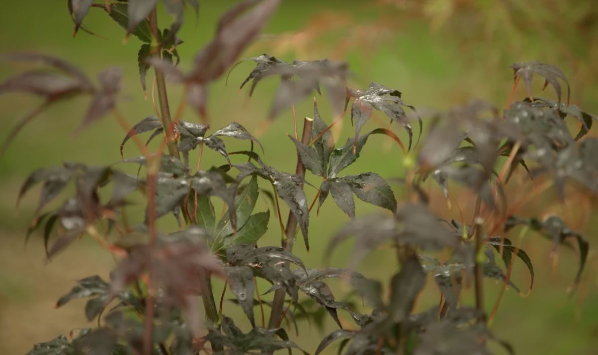 Acer palmatum ‘Bloodgood’