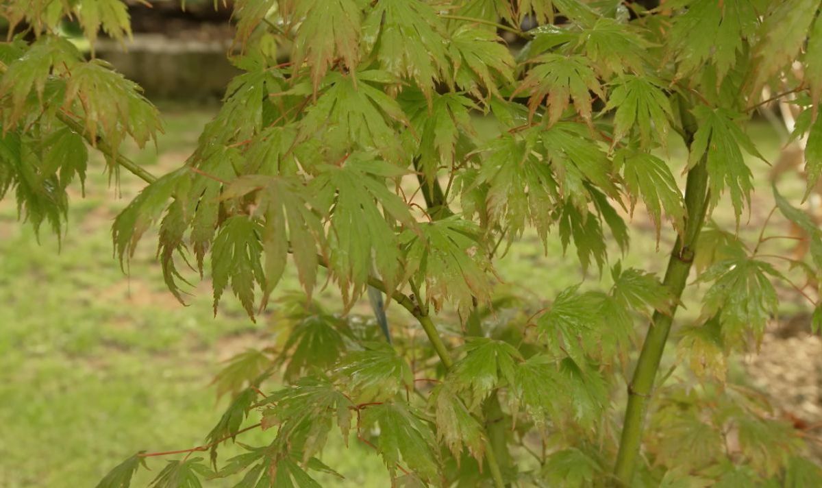 Acer ‘Artic Jade’