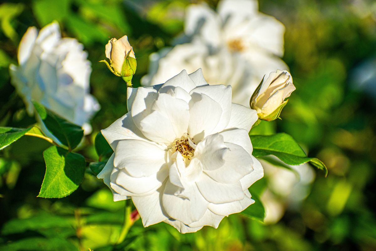 Few spectacles are as beautiful as the blossoming of the nearly 8,000 roses of 93 different species that grow in the Rose Garden. This nearly 4-hectare garden, open to the public, attracts foreign tourists and city residents every day, who walk its paths, strolling among the rosebushes of different hues, and then cross the lake via the famous white bridge.