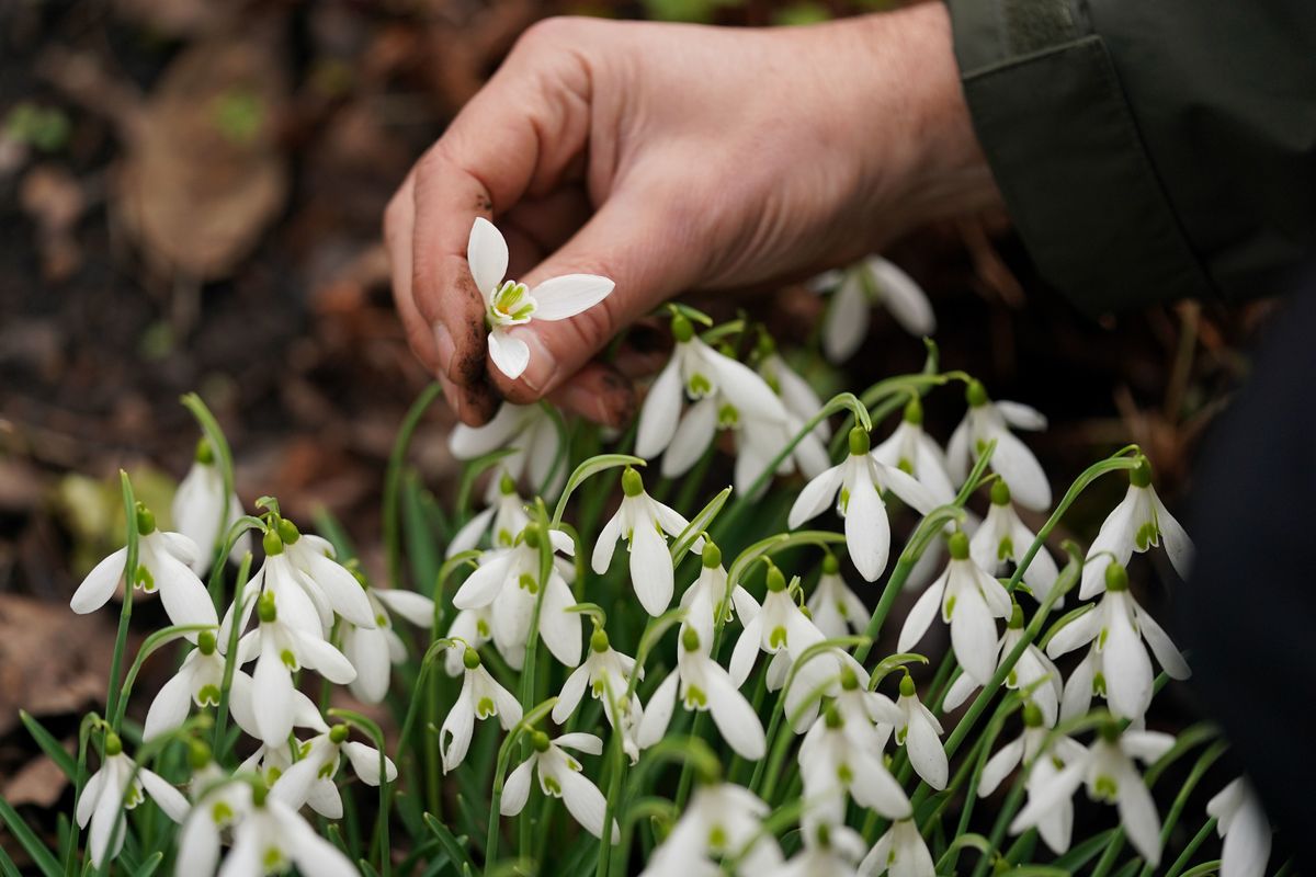 Late February is your best bet for lifting and dividing these delicate bulbs to create a more spectacular display next year