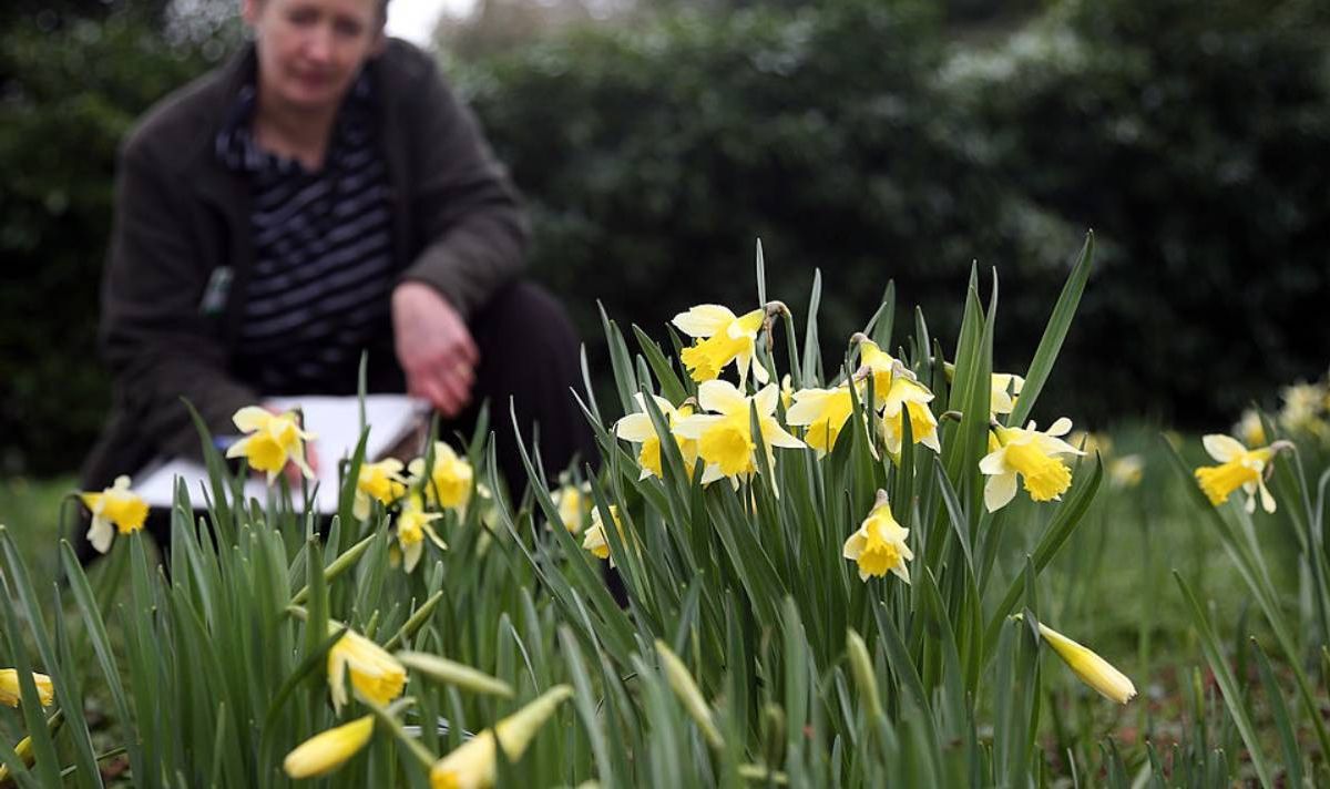 Woman looking at daffodils