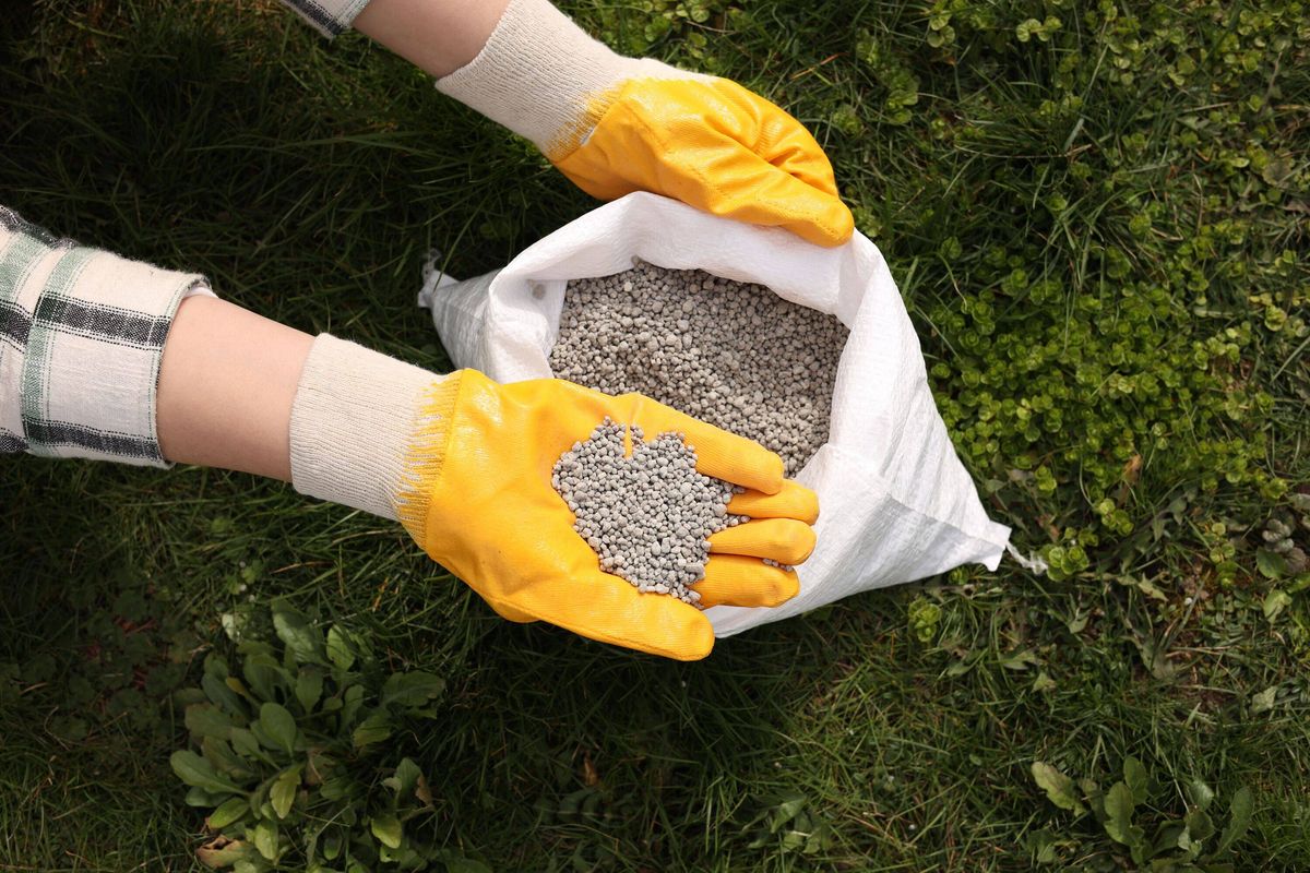 Woman with fertiliser on green grass outdoors, top view