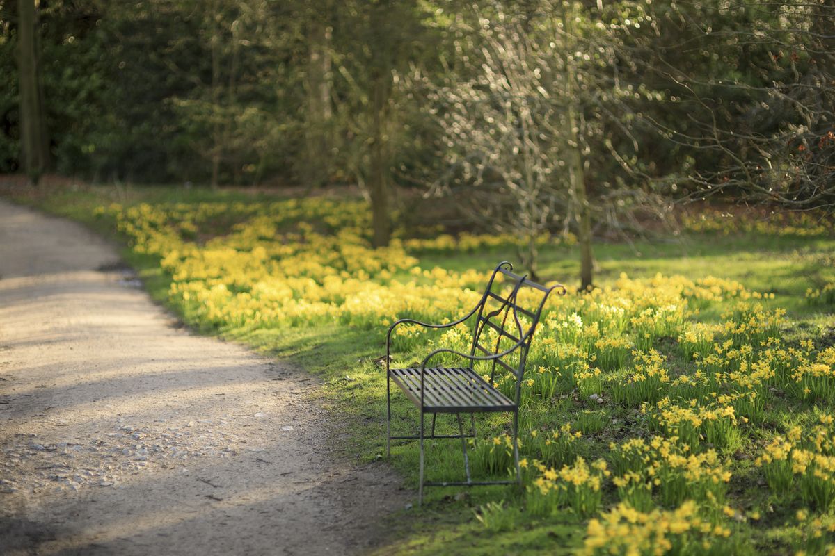 Daffodils bloom at Dunham Massey