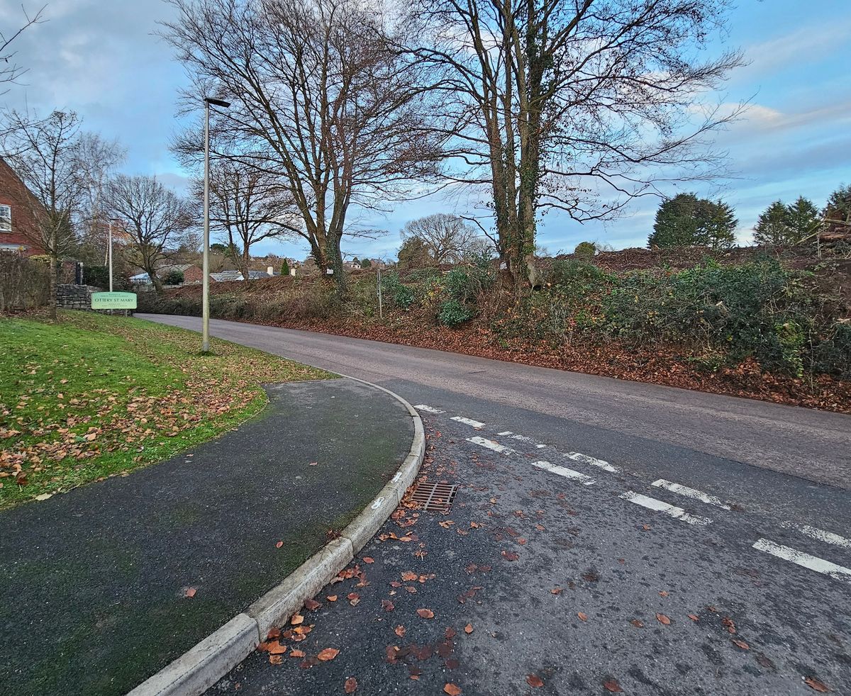 The hedgerow on Ottery St Mary's Sidmouth Road after significant cutting back works had taken place