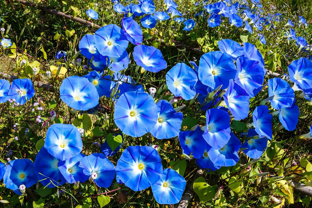 blue flowers of morning glory