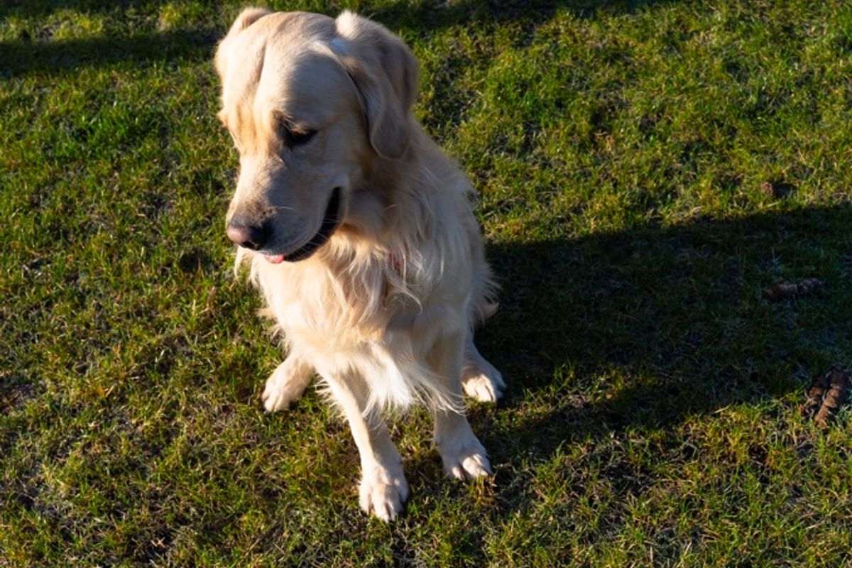 Some gardeners choose to seed earlier in the year 