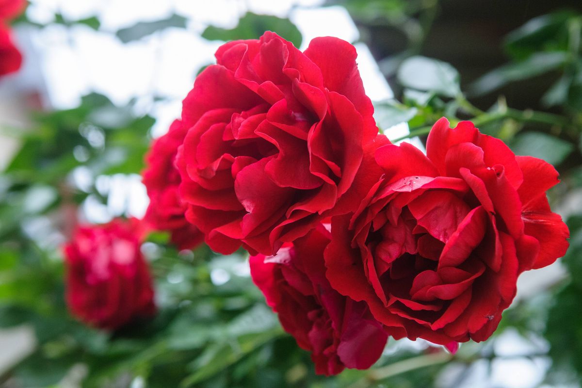 red rose bush flowers in garden during blossoming period