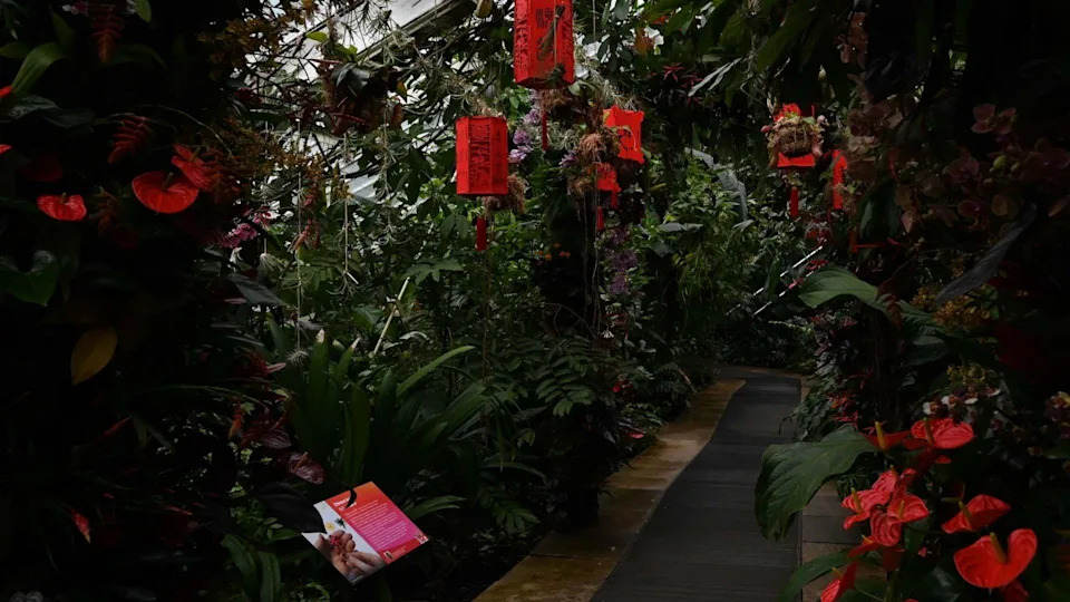 Red lanterns are hung above a path in the conservatory surrounded on both sides by tropical plants and red orchids