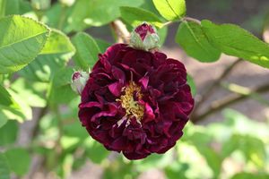 Tuscany Superb Old Rose at David Austin at Albrighton ,Shropshire. 