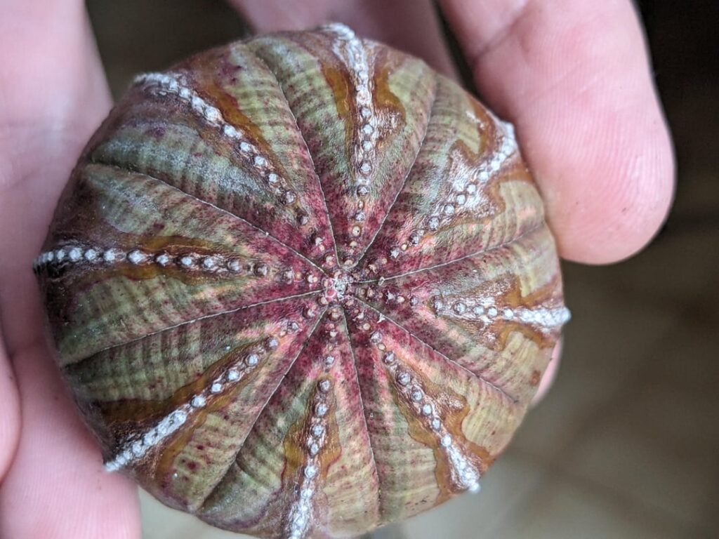 Are those red veins normal? Are those red veins normal?