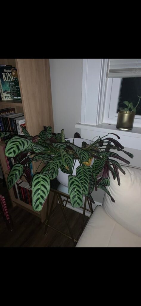 Prayer Plant Fall
