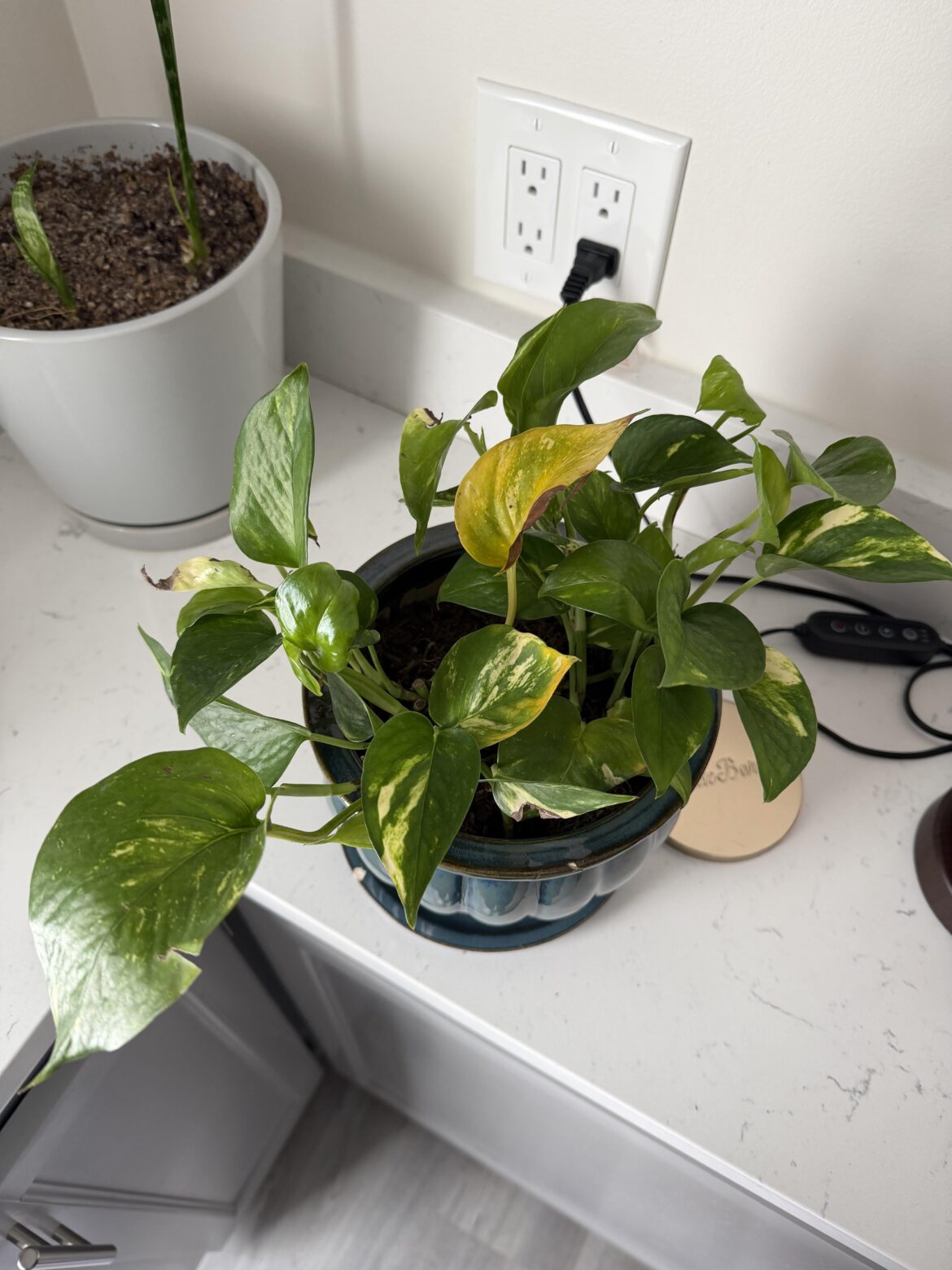 Pothos keeps losing leaves Pothos keeps losing leaves