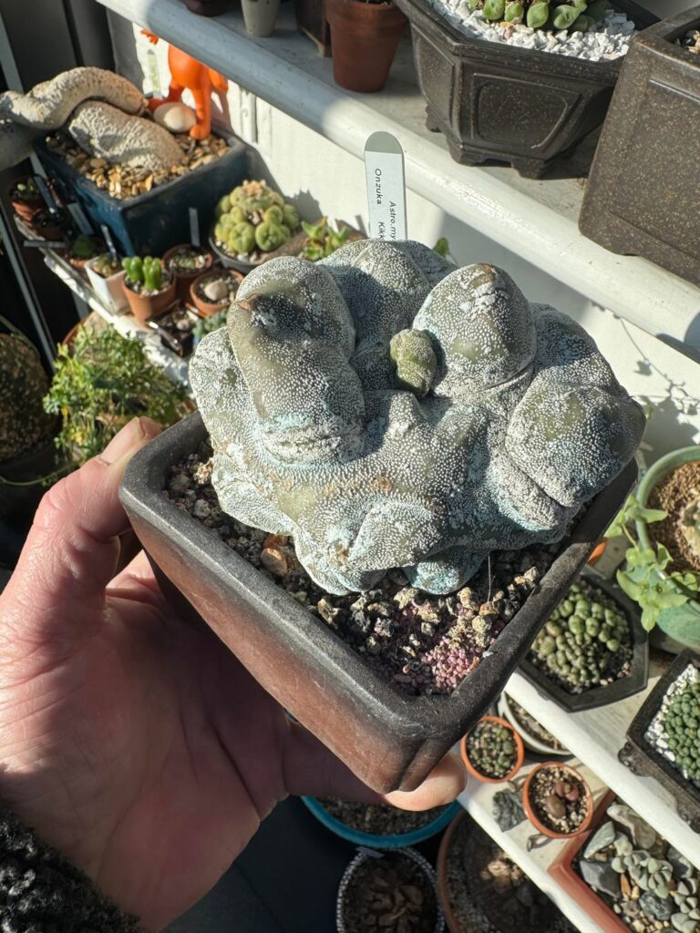 Monstruose Astrophytum onzuka
