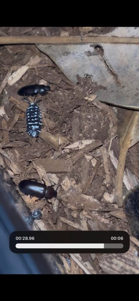 are these darkling beetles and are they safe to keep with isopods?