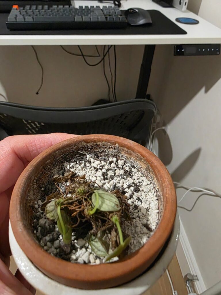 SOS hoe do I take care of this little bugger