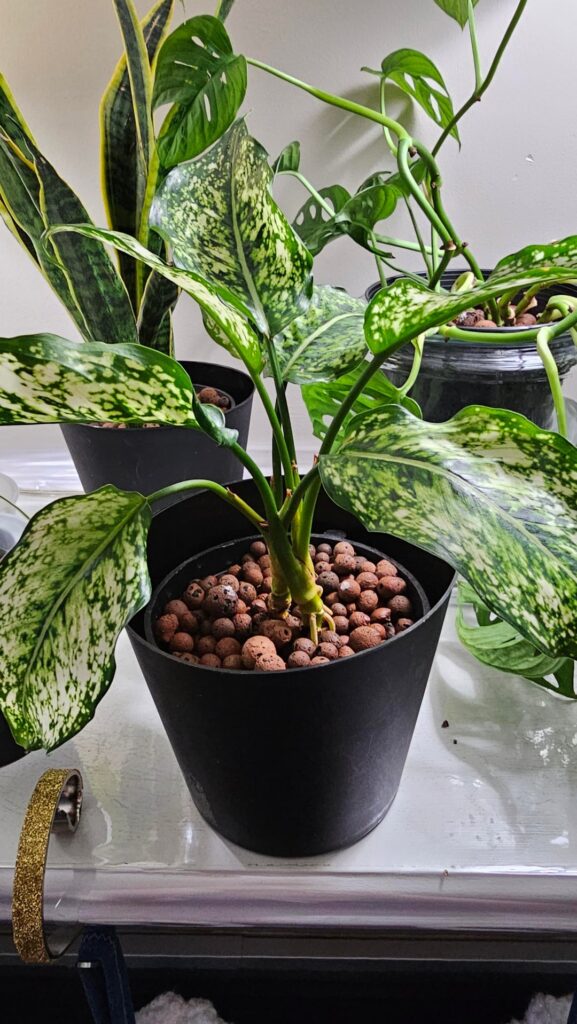 Dieffenbachia or Aglaonema?