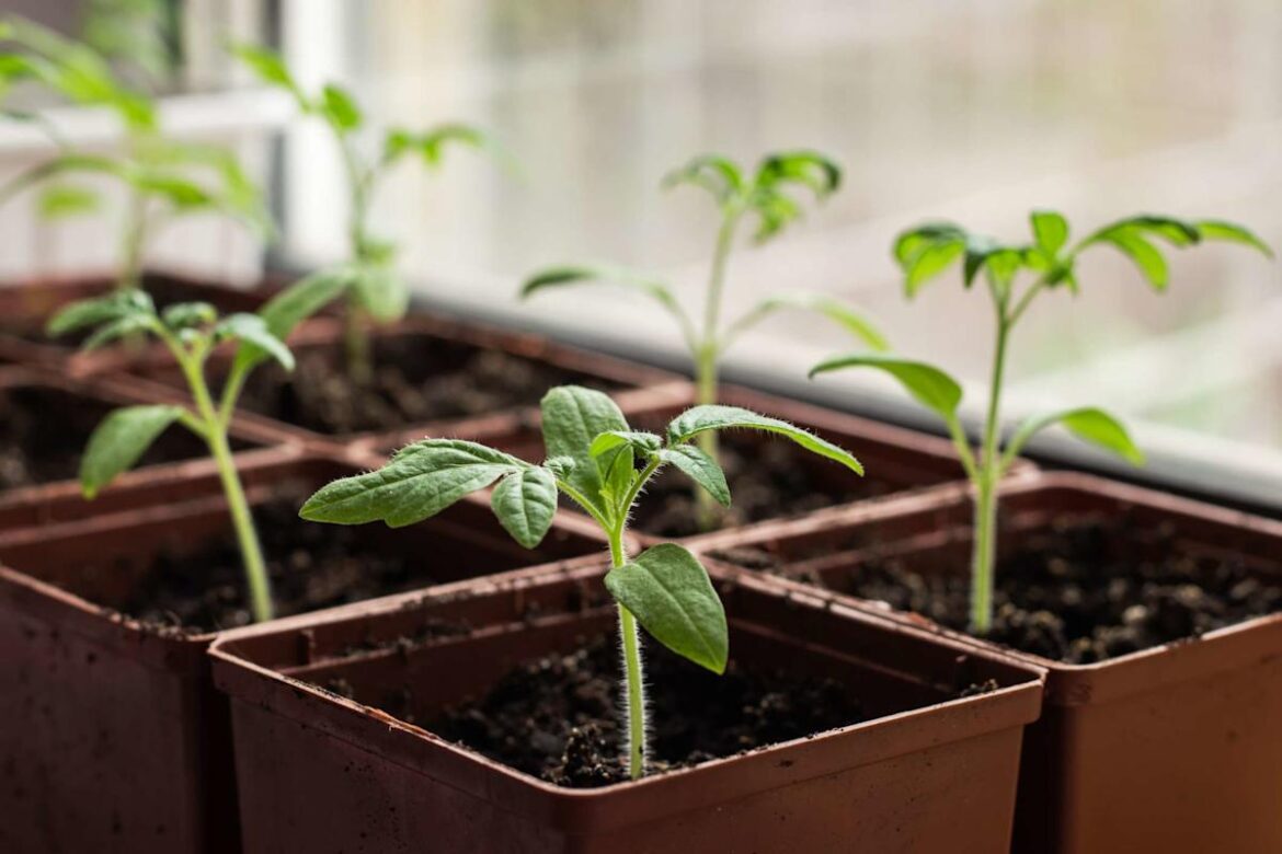 17 Seeds You Should Start Now So They're Ready to Plant in March, According to Gardeners