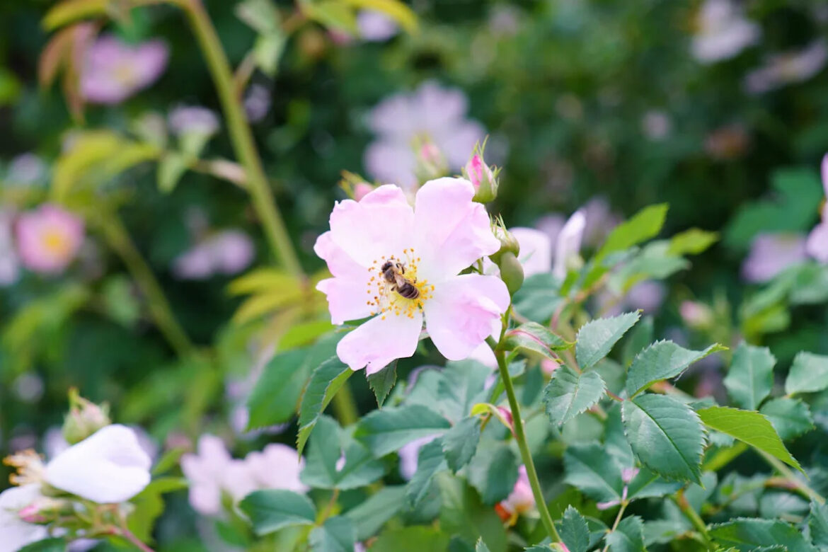 14 Perennials That Draw Bees to Your Garden Year After Year Yahoo creators home