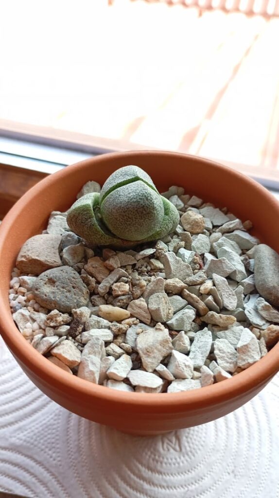 Are the outer leaves getting absorbed?