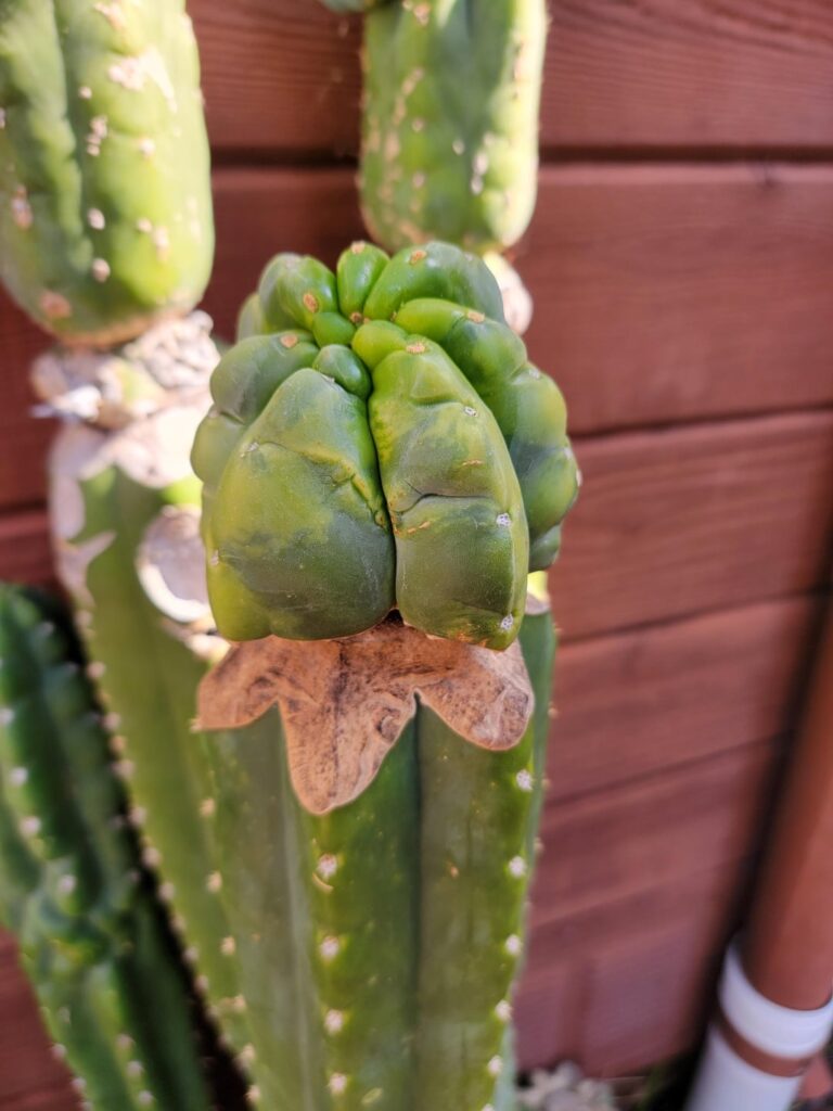 Fiona has been saved from the castle of rootrot.