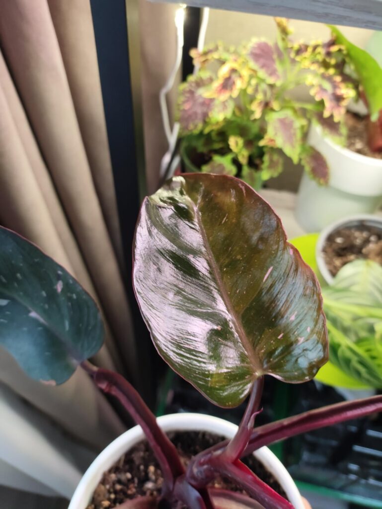 newbie in phils, need tips newbie in phils, need tips