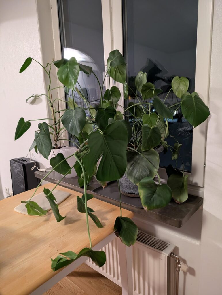 First ever monstera