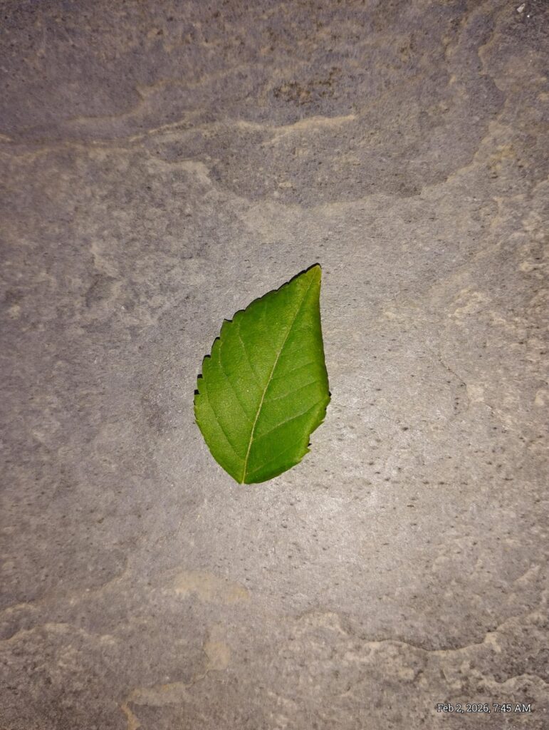 Please help I want to know what this plant is (sorry if pictures bad😞) Please help I want to know what this plant is (sorry if pictures bad😞)