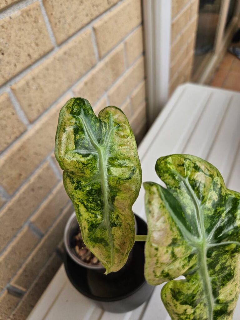 Help with identifying variegated alocasia Help with identifying variegated alocasia