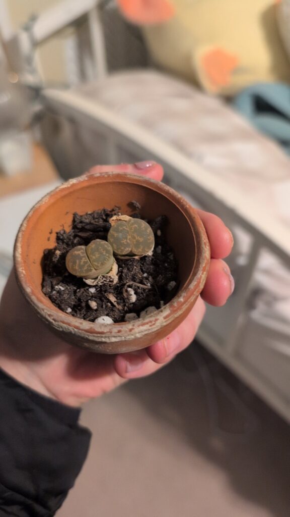 What's a "hard" plant that you find incredibly easy?