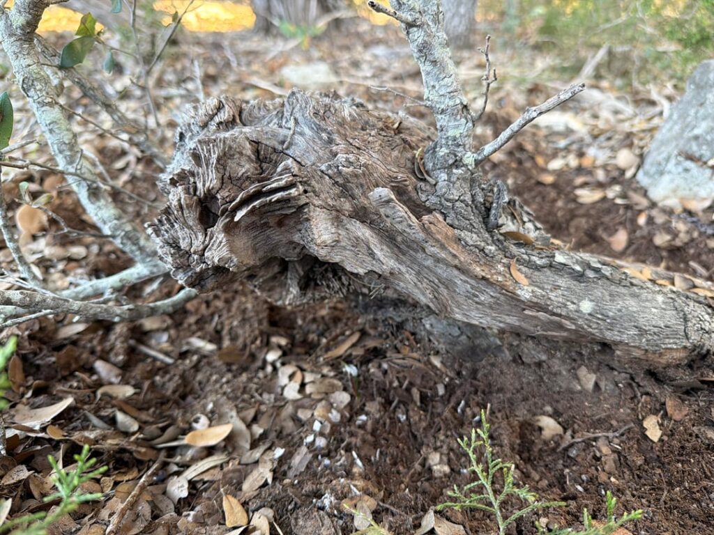 Yamadori… one shot