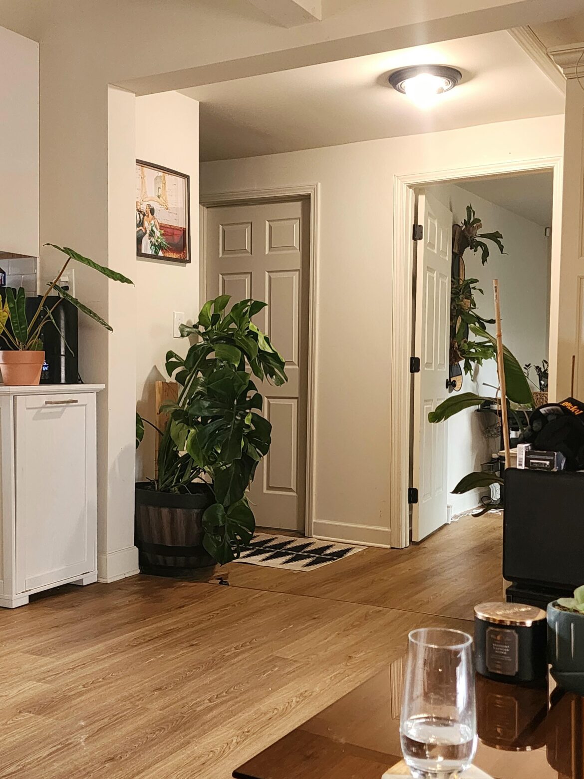 Is my Monstera getting enough light?