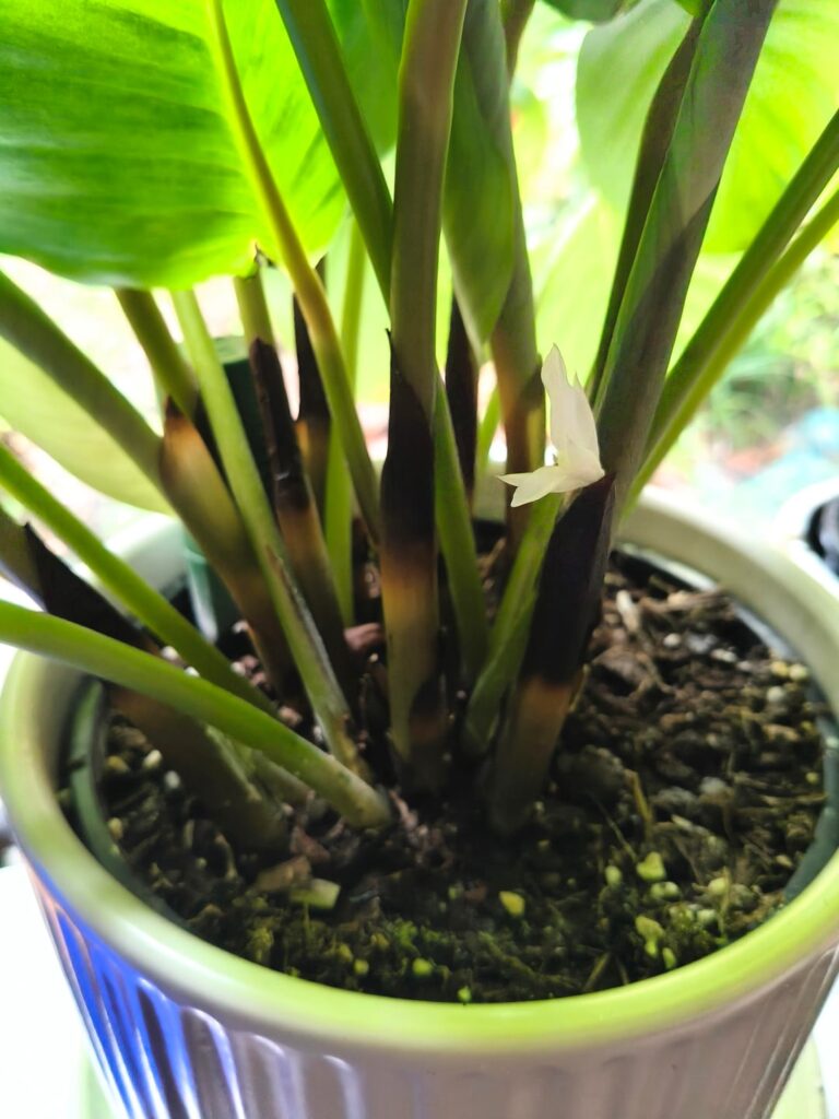 Orbifolia bloom Orbifolia bloom