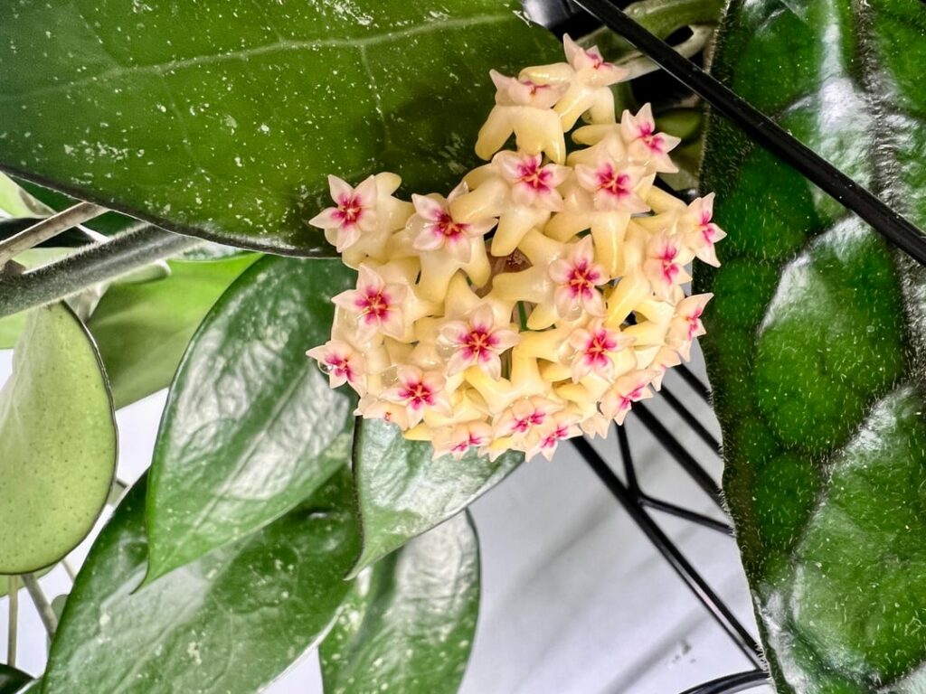 The first blooms on a plant…