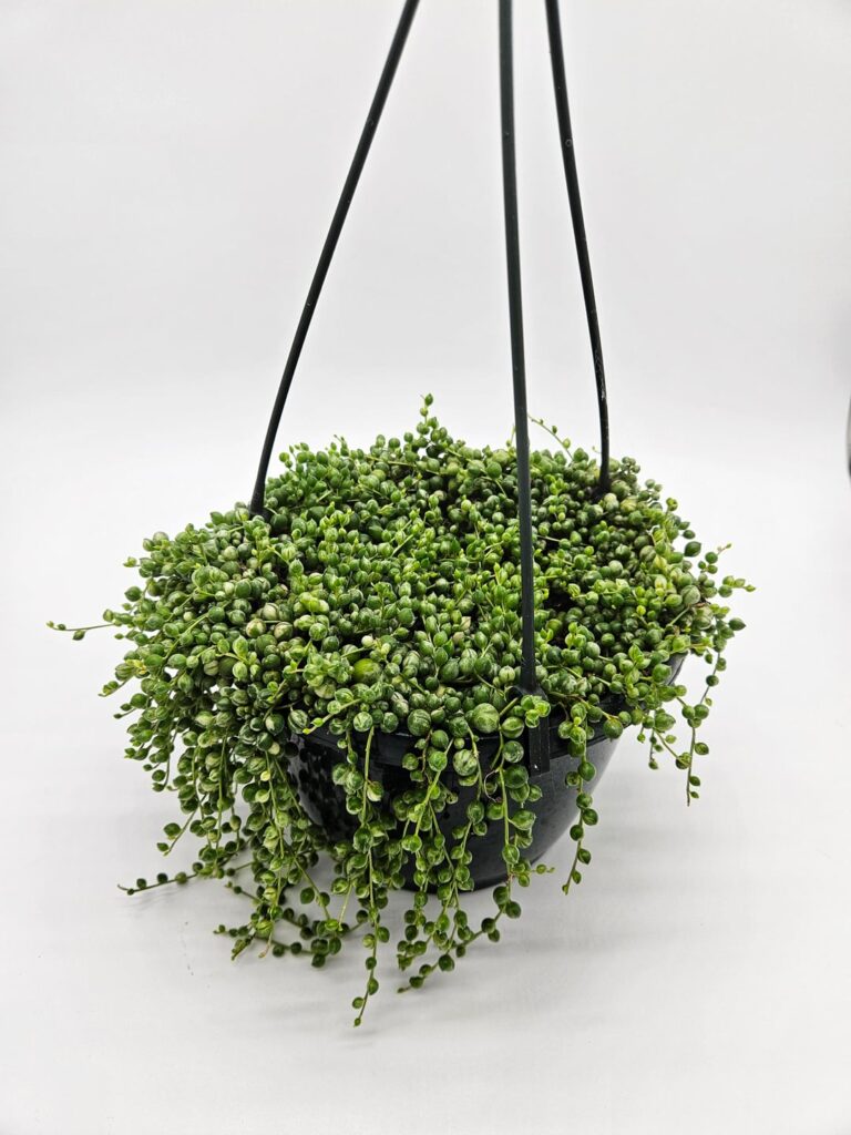 Variegated SOP or not - Which is your favorite?