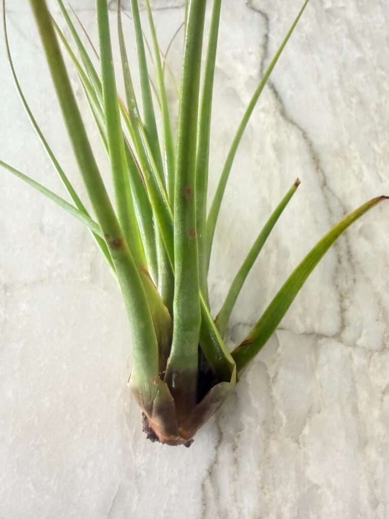 Sick Airplant shipped