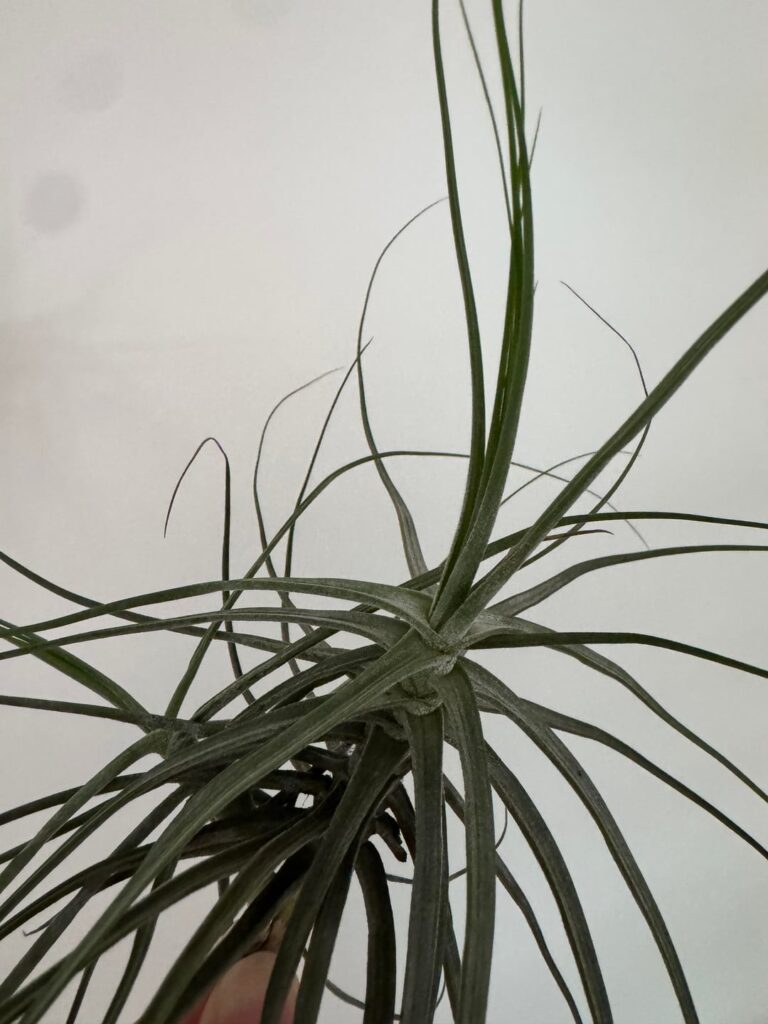 ID help please :) ID help please :)