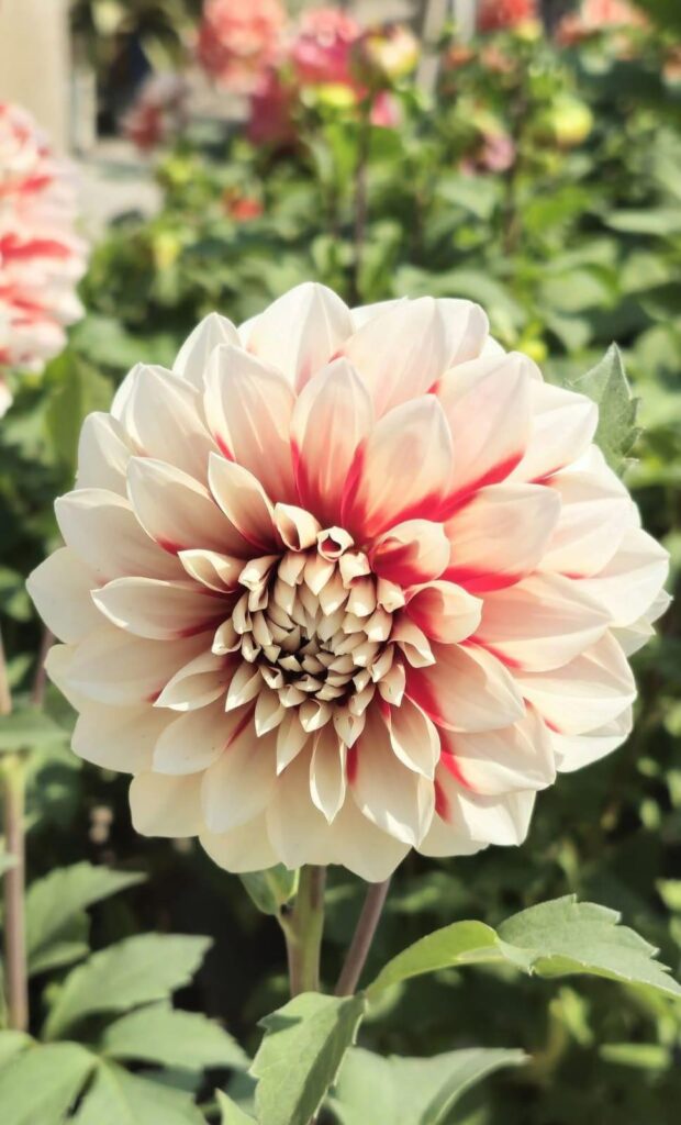 Love seeing this dahlias. Can't wait to see this full bloom