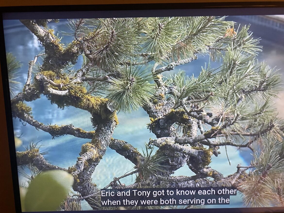 What’s this tree I saw on tv?