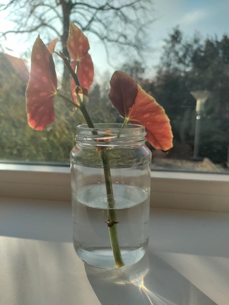 Begonia cutting starting to grow rots or just rotting? Begonia cutting starting to grow rots or just rotting?