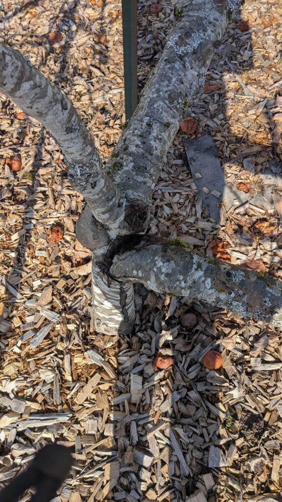 Can this apple tree be saved?