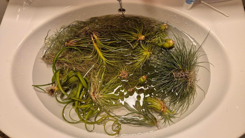 Indoor humidity drops down to 25 % so it's a spa time 💦