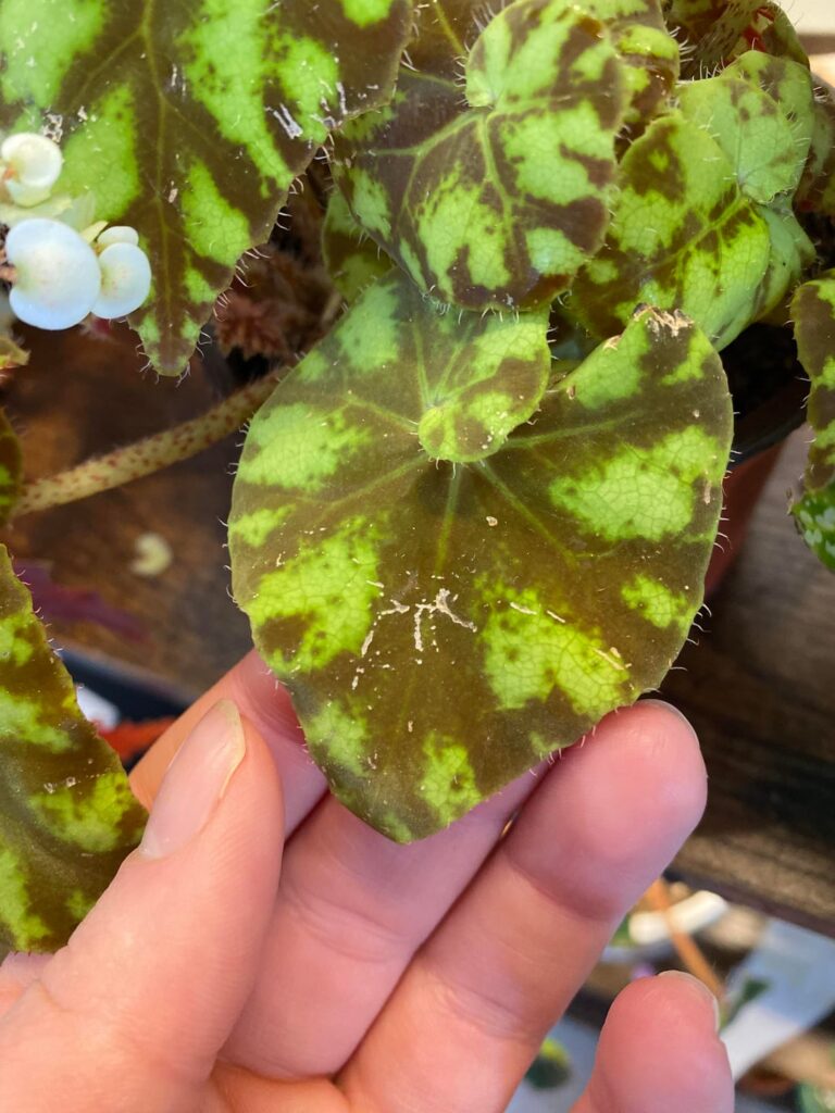 Random white marks on Rex begonia