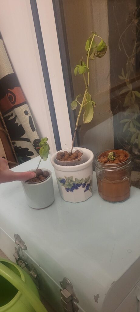 Need help starting hydroponics