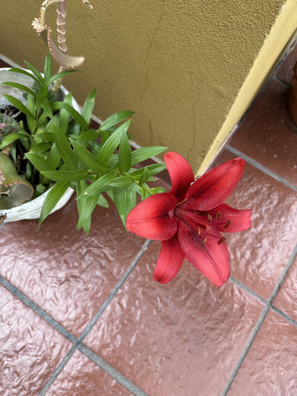 This red lily finally bloomed and I'm obsessed