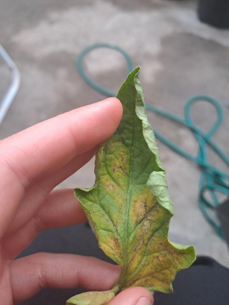 Is this blight on my tomato plant??