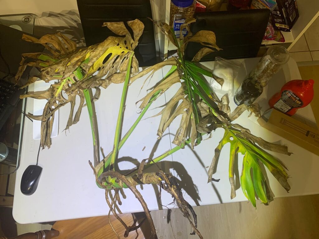 Help with this rescue