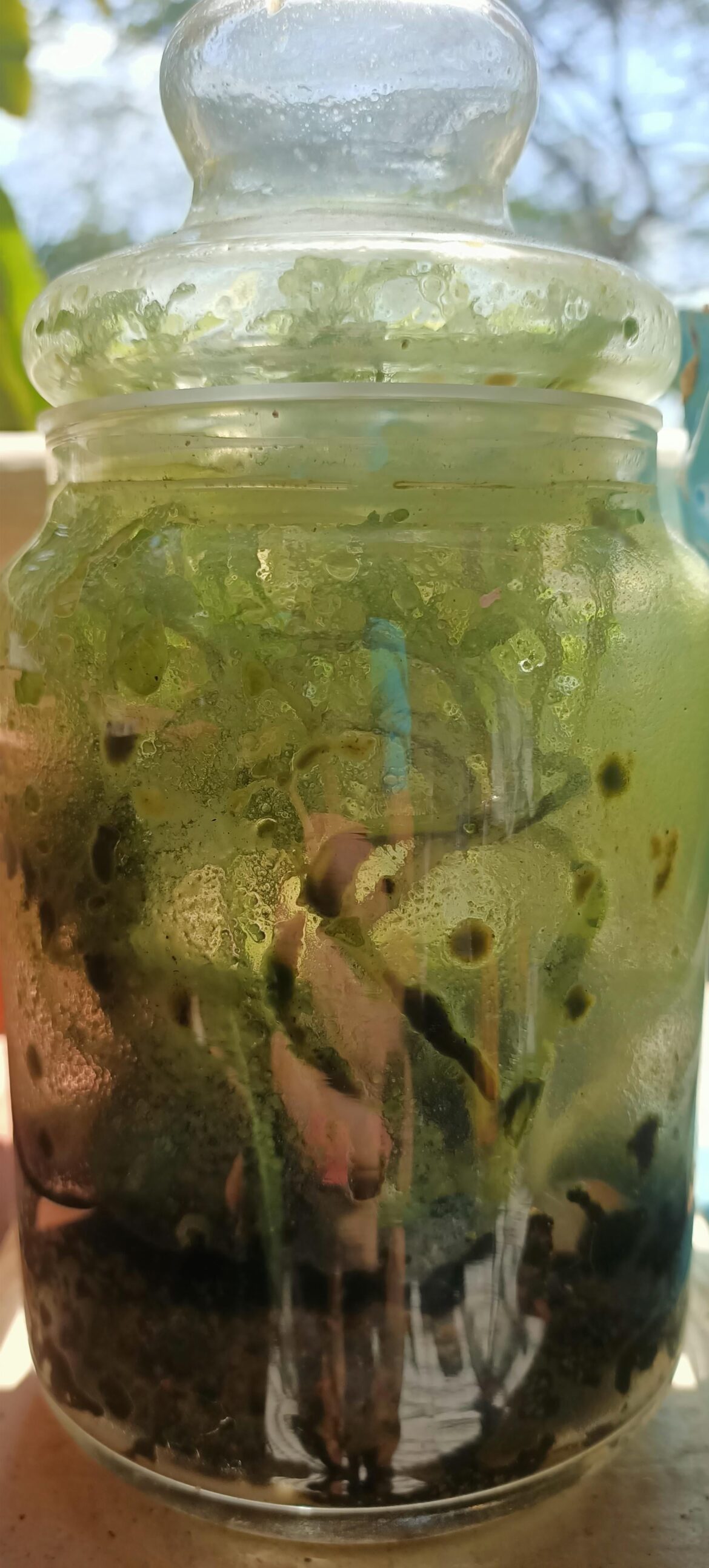 How to keep terrarium clean. How to keep terrarium clean.